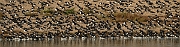 David Plant Photography - Wildlife Photography - Snettisham high tide - D